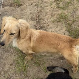 Goose - Dachshund