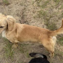 Goose - Dachshund