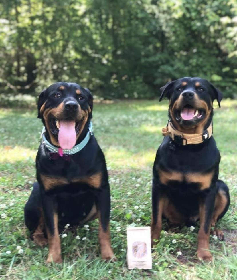 Ole Kuntry Kennel (OKK) in Mississippi | Rottweiler puppies | Good Dog