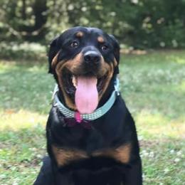Rottweilers from Ole Kuntry Kennel (OKK)