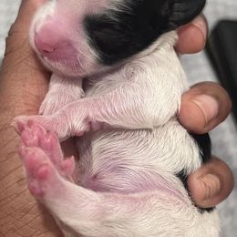 Companion Crosses from Monesia's Puppies