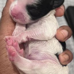 Companion Crosses from Monesia's Puppies