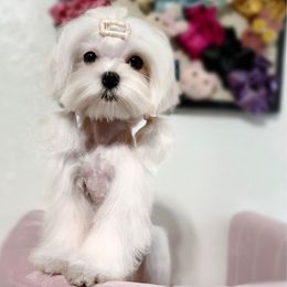 Ivania - White female Maltese puppy in Vinton, Louisiana from Dreams & Love Maltese