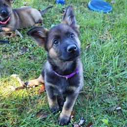 Yoshi (Purple female) - Sable female German Shepherd puppy in Winchester, Kentucky from Del Lago Canine