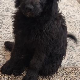 Phantom girl 3 - Phantom female Bernedoodle puppy in Queen Creek, Arizona from Jersey Girl's Doodles