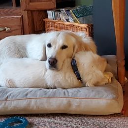 Golden Retriever Puppies from Lightning Oak Acres