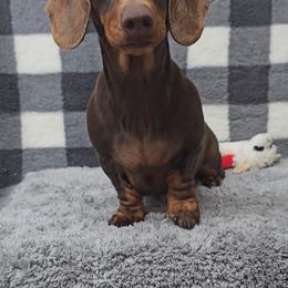 Dottie - Dachshund