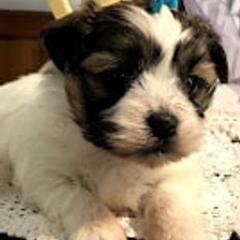 Maltese from Rockin Rivers AKC Maltese & Malshi's
