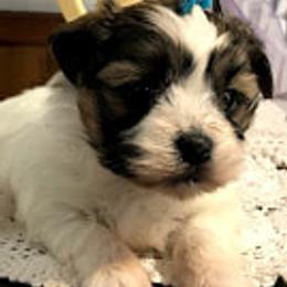 Maltese from Rockin Rivers AKC Maltese & Malshi's