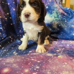 Rover - Liver white and tan male English Springer Spaniel puppy in Terre Haute, Indiana from Muddy River Springers