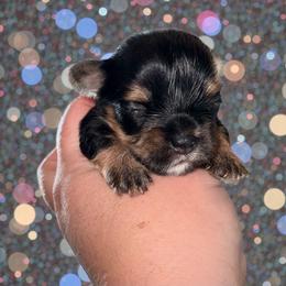 Trixie 3000 - Black and tan female Yorkshire Terrier puppy in Midland, Texas from Southern Yorkie Pies