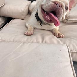 Benji - Cream male French Bulldog puppy in Huron, Ohio from The French Bulldog Collective