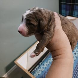 Black Boy - Blue merle male Bernedoodle puppy in Kimberly, Idaho from Wizardwood Doodles