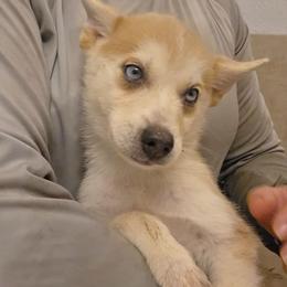 Ash - Silver and white male Pomsky puppy in Weir, Texas from Bluebonnet Pomskies