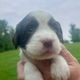 Black collar - Liver and white male English Springer Spaniel puppy in Sterling, Michigan from Springerdoodles In MI