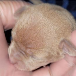 Akita and Chihuahua Puppies from Robinson Rare Chihuahuas & Robinson AKC Akita's