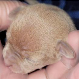 Akita and Chihuahua Puppies from Robinson Rare Chihuahuas & Robinson AKC Akita's