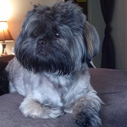 Boogs - Shih Tzu