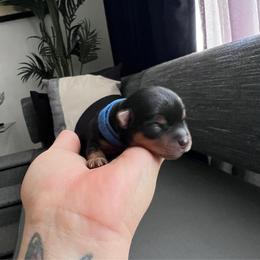 Blue boy - Black and tan male Yorkshire Terrier puppy in Las Vegas, Nevada from Lala’s Pups