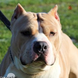 Ryot - American Bully