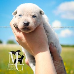 Libby - Blue female Australian Cattle Dog puppy in Runnels County, Texas from MC Heelers & Aussies