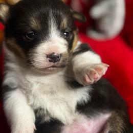 Belle - Black and tan female Pembroke Welsh Corgi puppy in Nortonville, Kansas from Low Riders Corgis & Mini Aussies