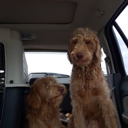 Cooper - Caramel red male Labradoodle puppy in Henderson, Nevada from Hills labradoodles