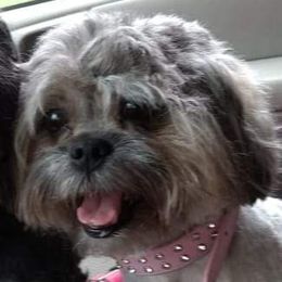 Roxie - Shihpoo