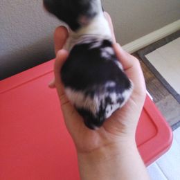 Australian Shepherd Puppies from L and D Australian Shepherds