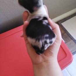 Australian Shepherd Puppies from L and D Australian Shepherds