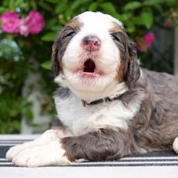 Wren - Merle male Bernedoodle puppy in Folsom, Louisiana from DoodlesFarmCo