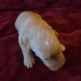 Star - Apricot female Labradoodle puppy in Churchill County Fallon, Nevada from Card Family Ranch