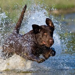 Labrador Retriever All Grown Up from Champion Retrievers