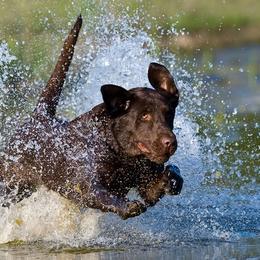 Labrador Retriever All Grown Up from Champion Retrievers
