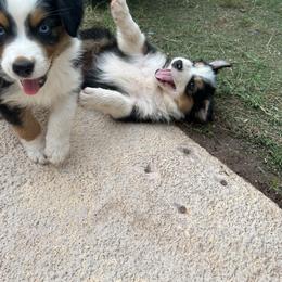 Australian Shepherd and Miniature Australian Shepherd Puppies from Wiggle Creek Aussies