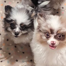 Companion Crosses and Pomeranians from Izzy Poms