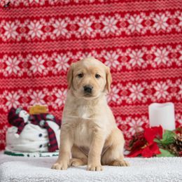 Labrador Retriever Puppies from Sun Ridge Labradors