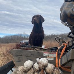 Dilute Retriever and Labrador Retriever Puppies from CKB Labradors