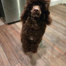 Barnaby - Poodle