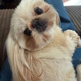 Gracie - Shih Tzu
