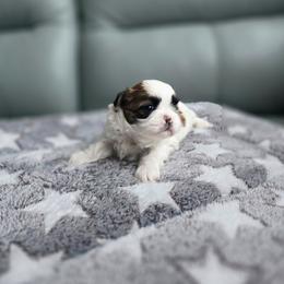 King - Tricolor male Shih Tzu puppy in Hialeah, Florida from Jolie glz