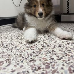 Raven's boy - Sable and white male Shetland Sheepdog puppy in Catawba, North Carolina from Candescent Shetland Sheepdogs