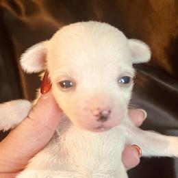 Blanca - White female Chihuahua puppy in Framingham, Massachusetts from Boston Chi Chis