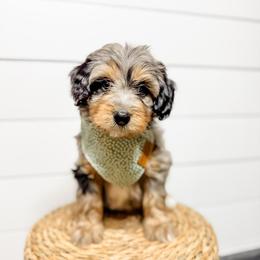 Ford - male Bernedoodle puppy in Sharpsburg, Georgia from Steindoodles