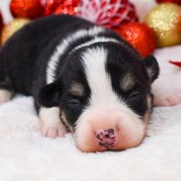 Boy 4 - Black and tan male Pembroke Welsh Corgi puppy in San Antonio, Texas from Moxxi's Legacy Corgis