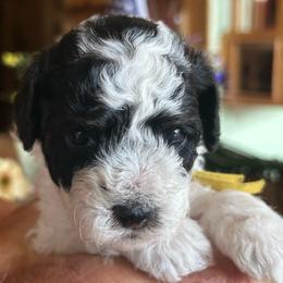Brave, 2 weeks old - Black and white female Cockapoo puppy in Crawford, Colorado from Saddle Mountain Doodles