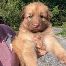Fate - Liver female German Shepherd puppy in Lebanon County, Pennsylvania from Regalimage