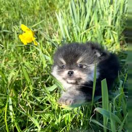Orion - Black and tan male Pomeranian puppy in Longview, Washington from Mckee's Pomeranians