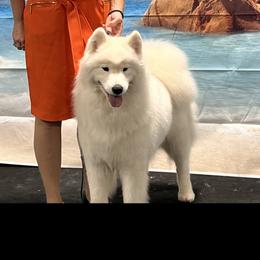 Jovi - Samoyed