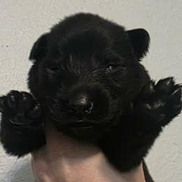 Gray collar - Black male German Shepherd puppy in Oscoda, Michigan from Sstar